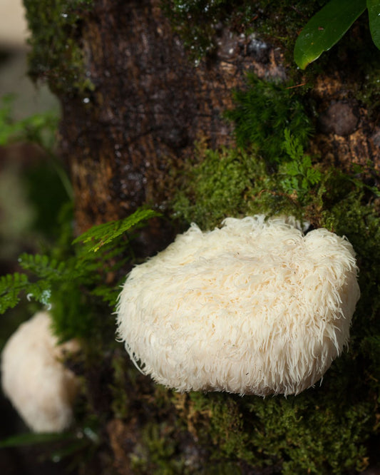 Benefits of Lion's Mane Extract